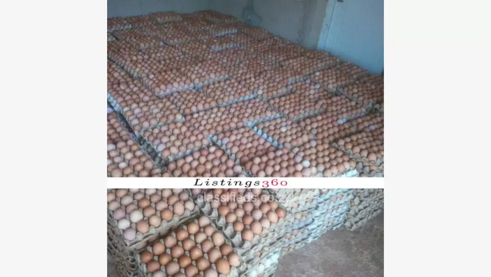 Z$310 Farm Fresh Eggs For Sale (Large)