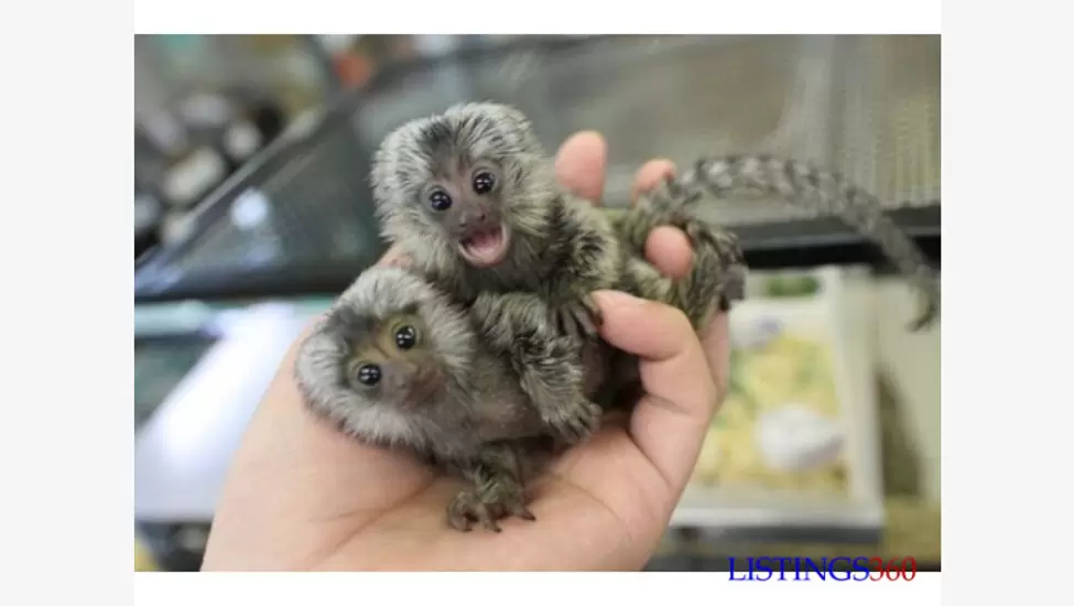 Well trained finger marmoset monkeys for sale