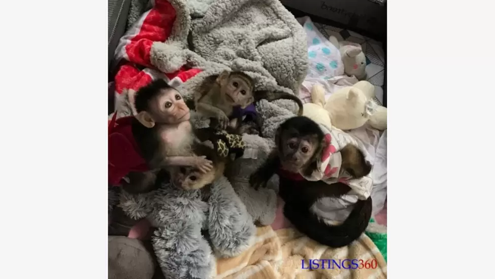 Cute capuchin monkeys for sale
