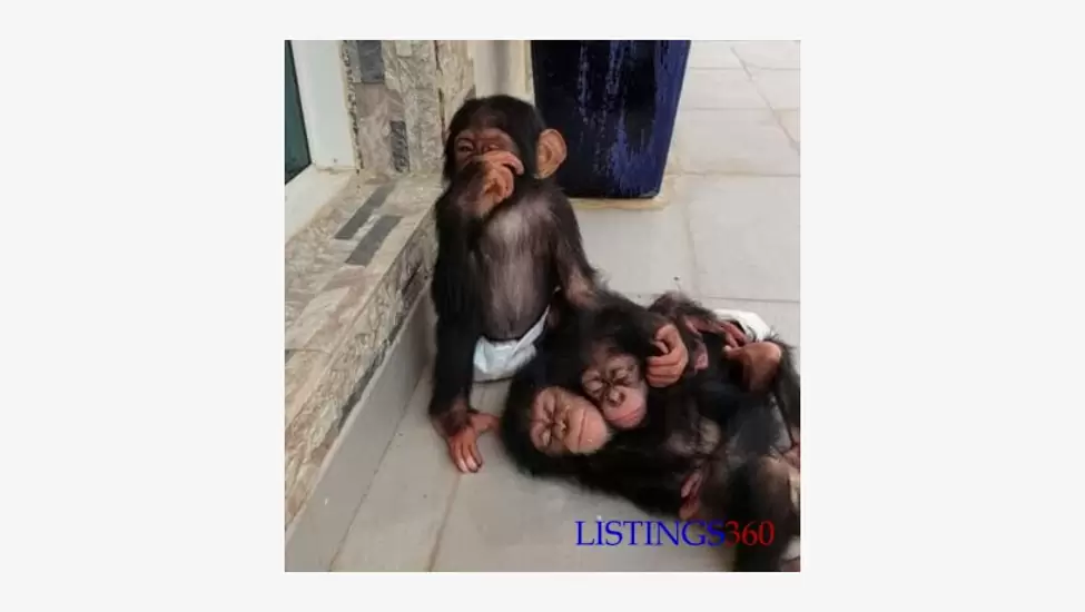 Cute chimpanzee monkeys for sale